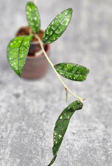 Hoya Clemensiorum Borneo #001    