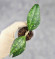 Hoya Clemensiorum Sarawak #002  