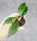 Hoya Clemensiorum Sarawak #002  
