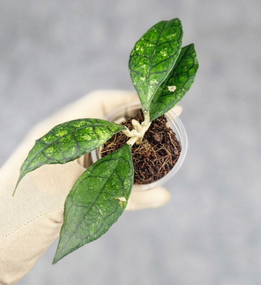 Hoya Clemensiorum Sarawak #002  