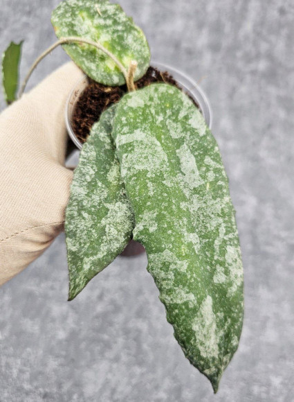 Hoya Caudata Aceh High Splash 