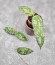 Hoya Caudata Aceh High Splash 
