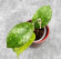 Hoya Sp Kalbar 