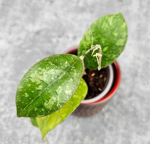 Hoya Sp Kalbar 