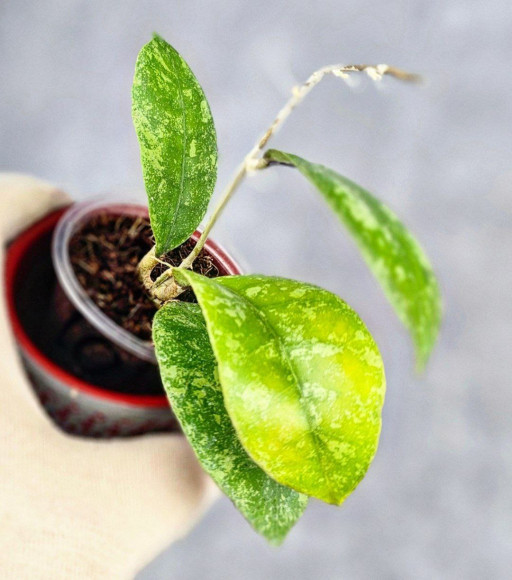 Hoya Sp Kalbar Hoya Sp Kalbar