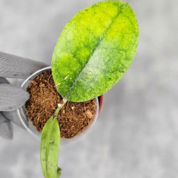 Hoya Forbesii Silver 