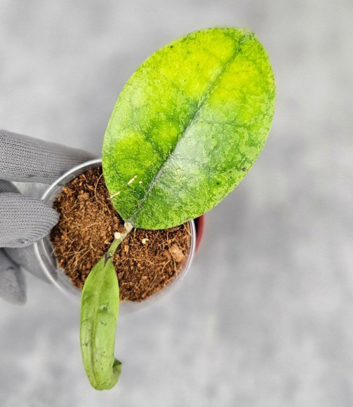 Hoya Forbesii Silver Hoya Forbesii Silver