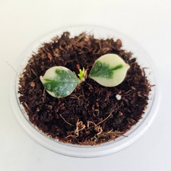 Hoya Curtisii Albo 