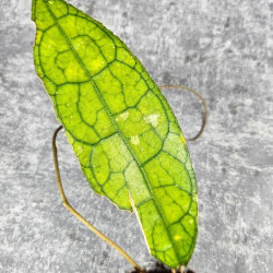 Hoya Clemensiorum Aceh ar #062