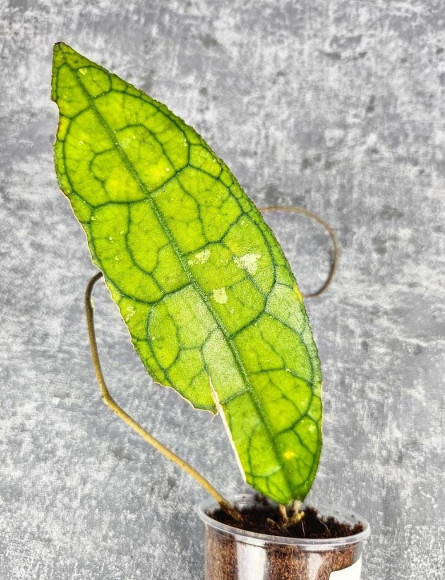 Hoya Clemensiorum Aceh ar #062