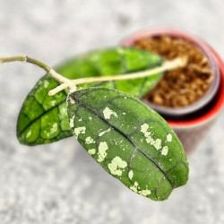 Hoya Clemensiorum Borneo #001     