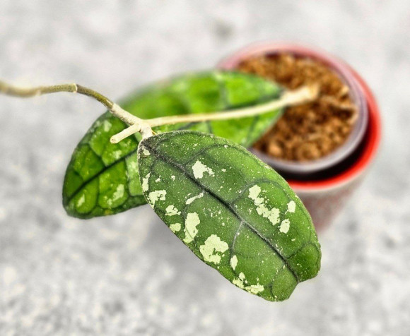 Hoya Clemensiorum Borneo #001     