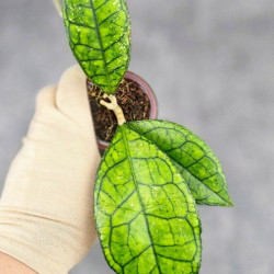 Hoya Clemensiorum Sarawak #002