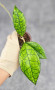Hoya Clemensiorum Sarawak #002