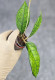 Hoya Clemensiorum Sarawak #002