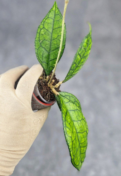 Hoya Clemensiorum Sarawak #002 Hoya Clemensiorum Sarawak #002