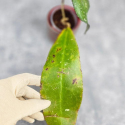 Hoya Undulata Red Leaf