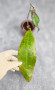Hoya Undulata Red Leaf