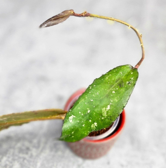 Hoya Undulata Red Leaf Hoya Undulata Red Leaf