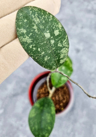 Hoya Sp Kalbar 