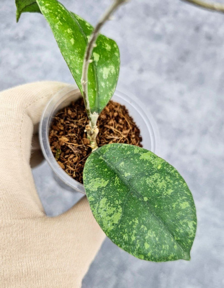 Hoya Sp Kalbar Hoya Sp Kalbar