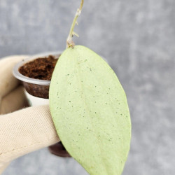 Hoya Menak Sopal Hoya Menak Sopal