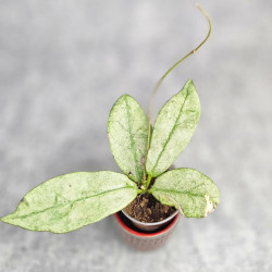 Hoya Buntokensis Purnama