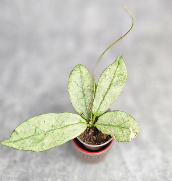 Hoya Buntokensis Purnama