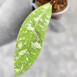 Hoya Kaikoeana High Splash  