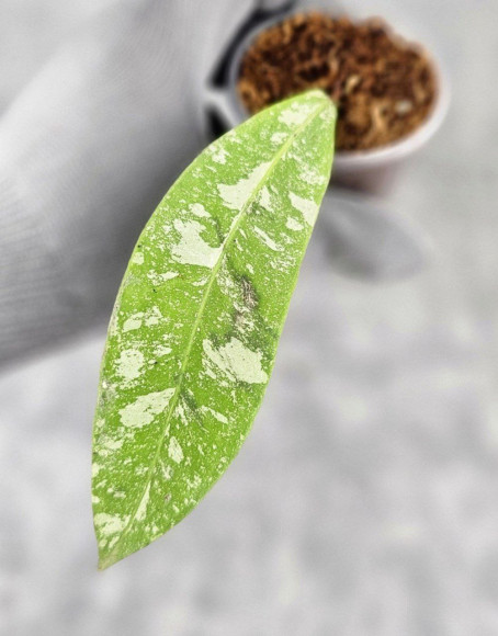 Hoya Kaikoeana High Splash Hoya Kaikoeana High Splash