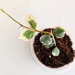 Hoya Curtisii Albo  