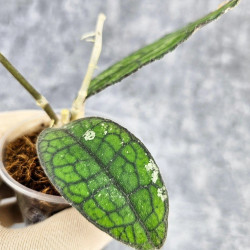 Hoya Clemensiorum Aceh #022                                      