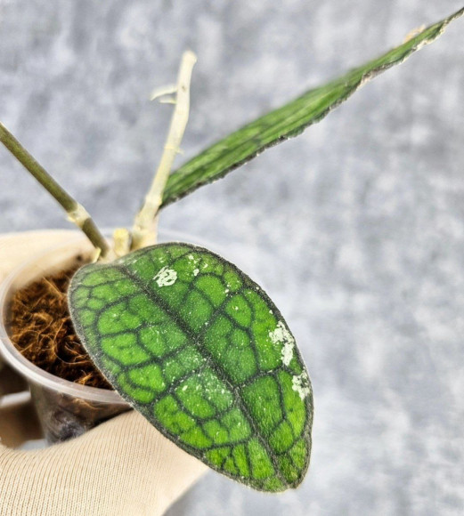 Hoya Clemensiorum Aceh #022                                      