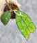 Hoya Clemensiorum Aceh #022                                      