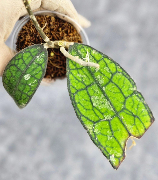 Hoya Clemensiorum Aceh #022 Hoya Clemensiorum Aceh #022