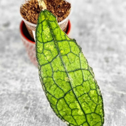 Hoya Clemensiorum Aceh ar #063