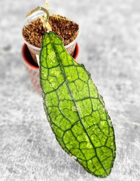 Hoya Clemensiorum Aceh ar #063 Hoya Clemensiorum Aceh ar #063