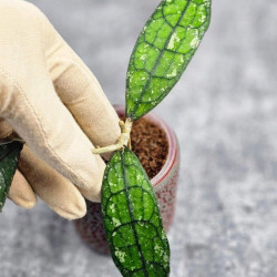 Hoya Clemensiorum Borneo #001      