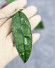 Hoya Clemensiorum Borneo #001      