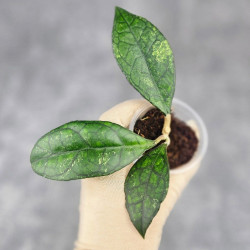 Hoya Clemensiorum Sarawak #002 