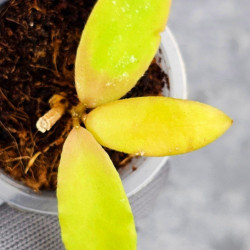 Hoya Caudata Aceh Red Leaf    