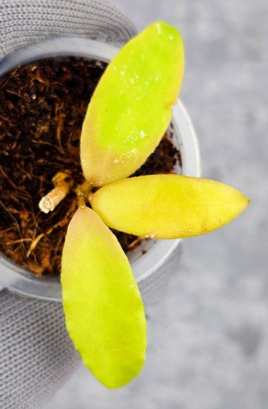 Hoya Caudata Aceh Red Leaf    