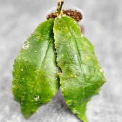Hoya Undulata Red Leaf 