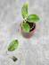 Hoya Sp Kalbar  