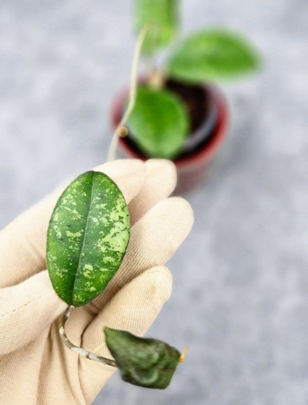 Hoya Sp Kalbar Hoya Sp Kalbar