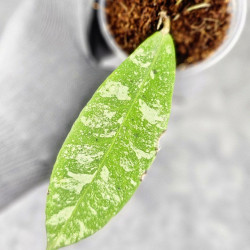 Hoya Kaikoeana High Splash  