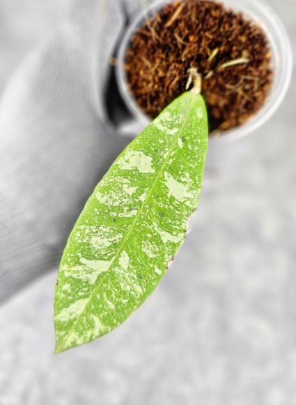 Hoya Kaikoeana High Splash Hoya Kaikoeana High Splash