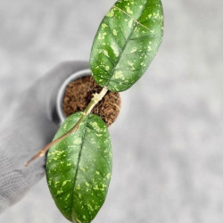 Hoya Sp. Aceh ABS 005 