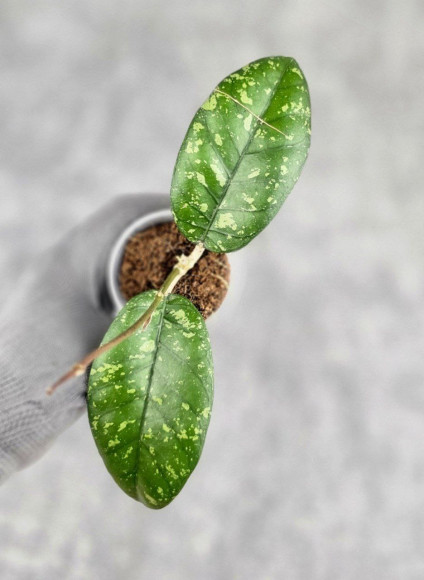 Hoya Sp. Aceh ABS 005 Hoya Sp. Aceh ABS 005