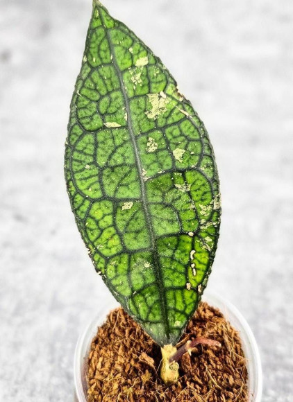 Hoya Clemensiorum Aceh #023                                       